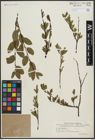 Foto von Salix arbuscula L.